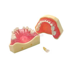 M7009 Pediatric Extractable Teeth Standard Typodont Model