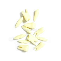 Extraction Practice Typodont Model M8016, 32 Screw-Fixed Teeth