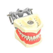 M8030 Standard 32 Screw-Fixed Teeth Typodont Model, Magnetic Suction Type