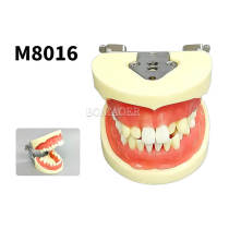 Extraction Practice Typodont Model M8016, 32 Screw-Fixed Teeth