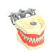 M8030 Standard 32 Screw-Fixed Teeth Typodont Model, Magnetic Suction Type