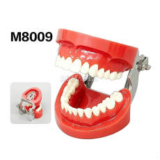 M8009 Standard Dental Model 28 Screw Fixed Teeth Typodont Teaching Model