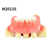M2013S Maxillary Sinus Practice Model for Sinus Lift Training