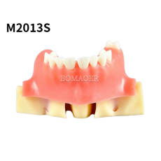 M2013S Maxillary Sinus Practice Model for Sinus Lift Training