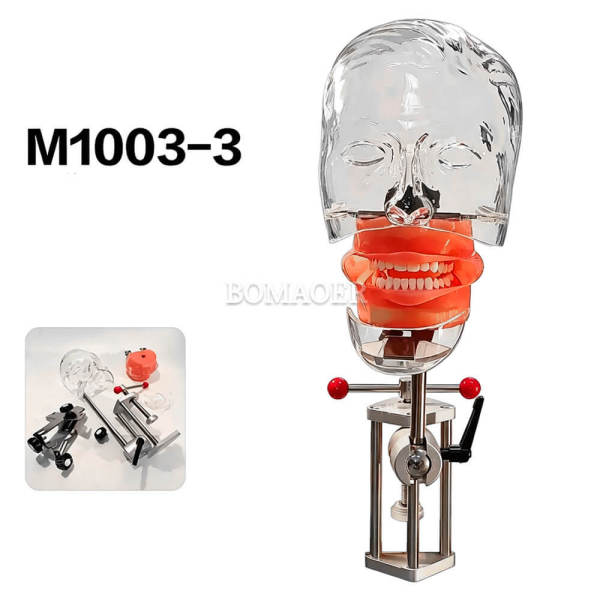 M1003-3 Simple Table Clamp Dental Phantom Head with Built-in Typodont Teeth