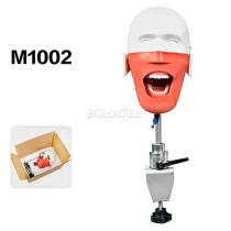 M1002 Simple Table Clamp Dental Phantom Head