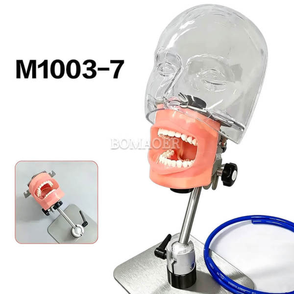 M1003-7 Desktop Dental Phantom Head with Built-in Typodont Teeth