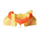 M2012 Maxillary Sinus Lateral Wall Windowing Practice Model
