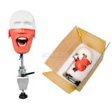 M1002 Simple Table Clamp Dental Phantom Head