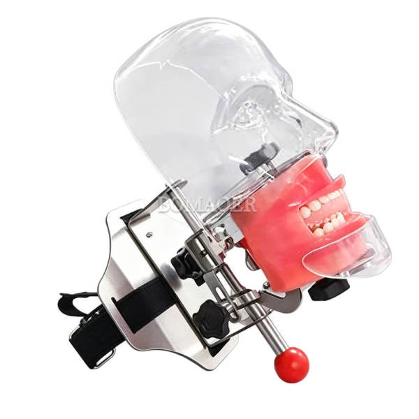 M1003-5 Simple Headrest Dental Phantom Head with Strap Mount & Built-in Typodont Teeth