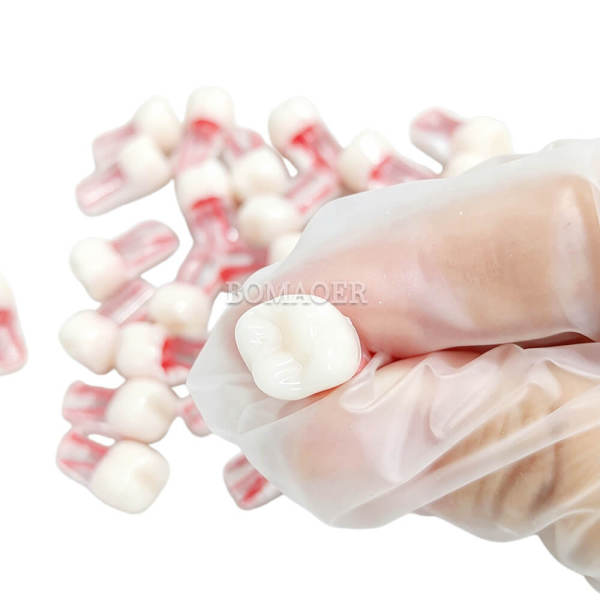 Columbia-style pulp access practice teeth model M8049, mixed assortment, 10 pieces.