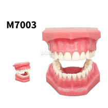 M7003 Flat Base Standard Typodont Model, 32 Screw-in Replaceable Teeth & Gums for Dental Preclinical Practice