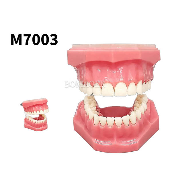 M7003 Flat Base Standard Typodont Model, 32 Screw-in Replaceable Teeth & Gums for Dental Preclinical Practice