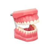 M7003 Flat Base Standard Typodont Model, 32 Screw-in Replaceable Teeth & Gums for Dental Preclinical Practice