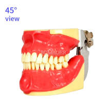 M4026 Comprehensive Oral Surgery Practice Model, Multi-Functional Dental Surgical Simulation Typodont