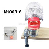 desk-clamp type head model with built-in dental model teeth m1003-