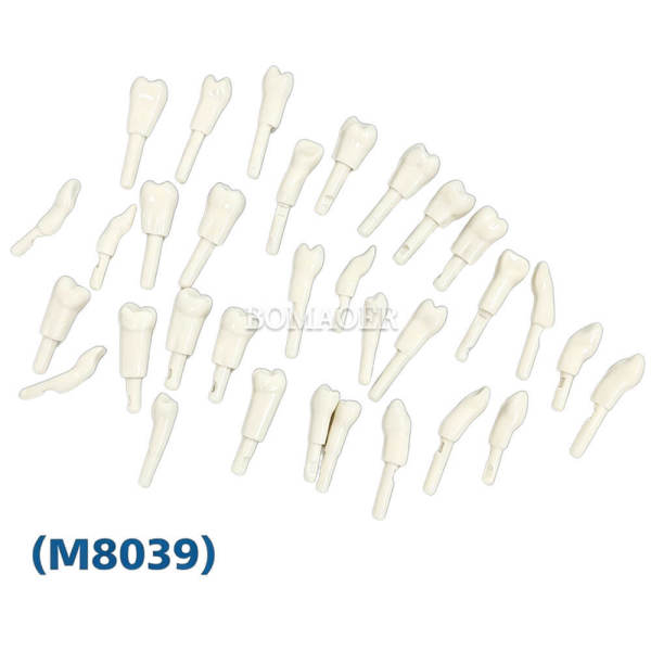 Tooth Preparation Practice Model m8039 Mixed Pack Ten Pieces