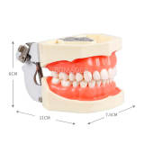 Endodontic practice model m8006 (total code)